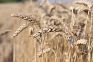 111156_Weizenernte in der Ukraine