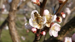 Bienen_canstockphoto3026582